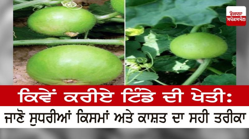 How to Cultivate Tinde How to Cultivate Tinde