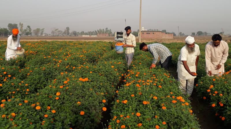 Farmer Initiate a New campaign to stop Suicides Farmer Initiate a New campaign to stop Suicides
