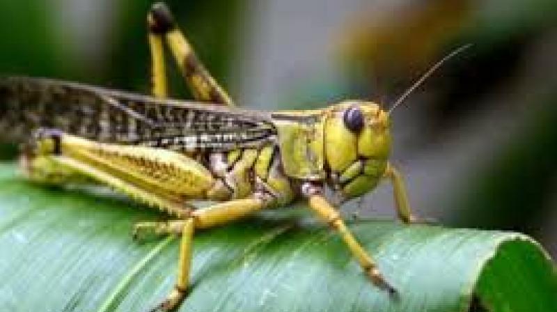 locust attack locust attack