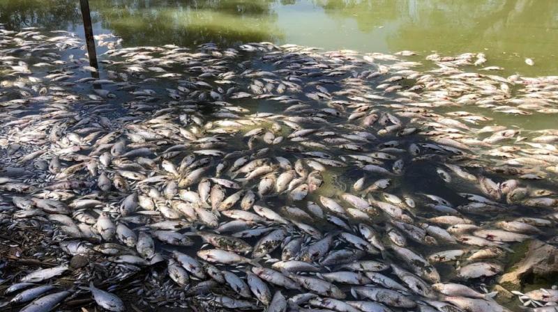 Fish Death Darling River