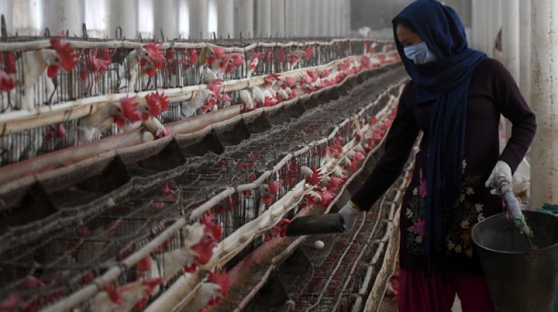 Bird flu in patiala district Bird flu in patiala district