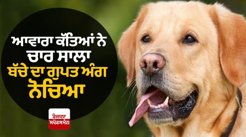 Stray dog scratched the private parts of a four-year-old child in Zirakpur
