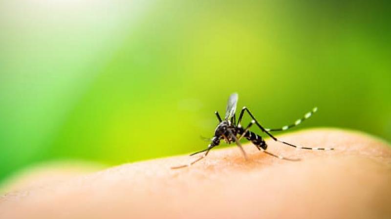Get rid of mosquitoes in house with these recipes