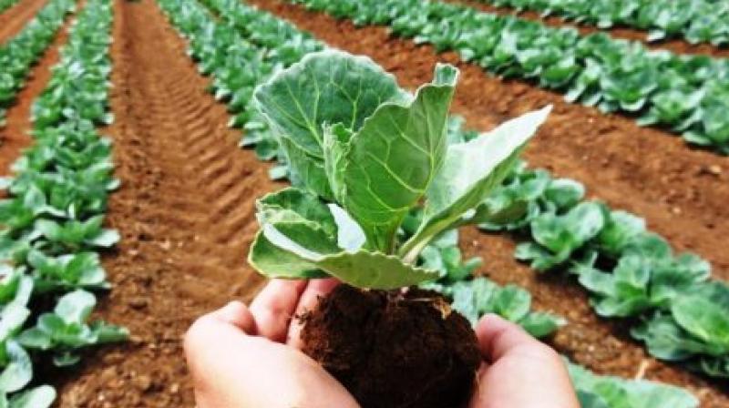 Organic farming Organic farming