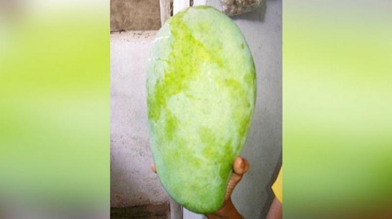 Noorjhan Mango Noorjhan Mango