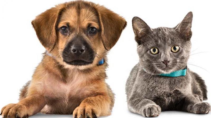 Puppi and Cat Kids Puppi and Cat Kids