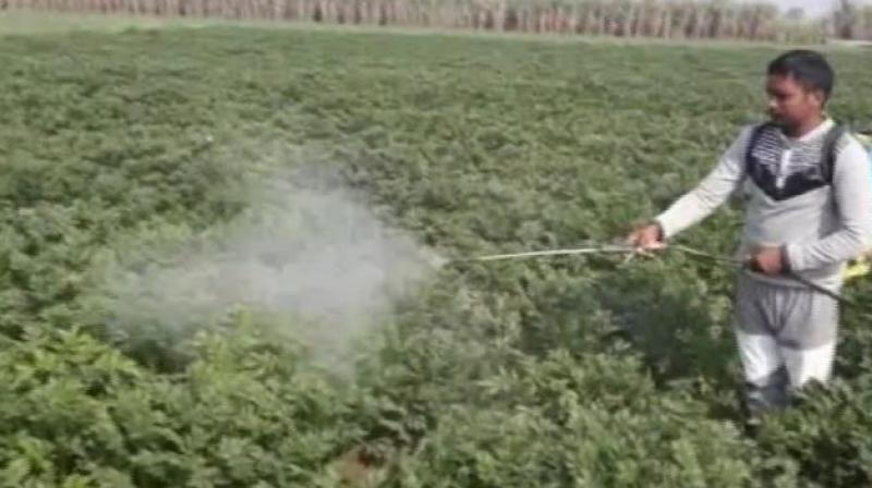 Spray Spray