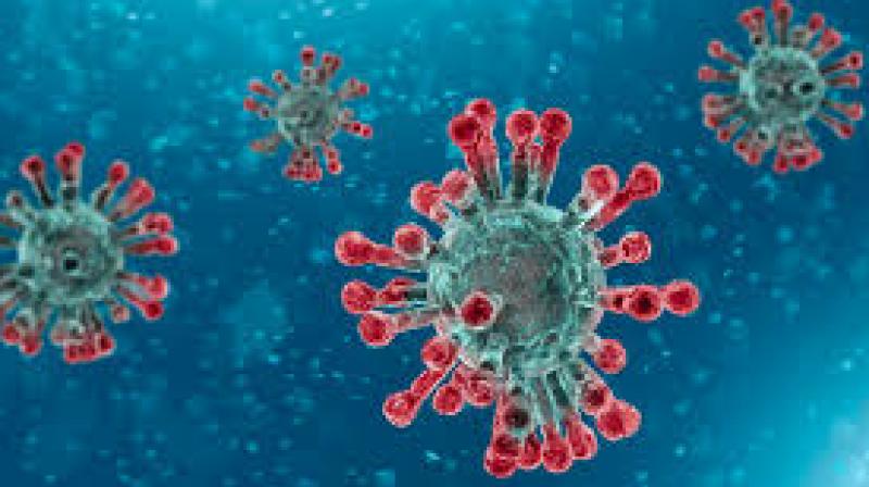Corona Virus Corona Virus