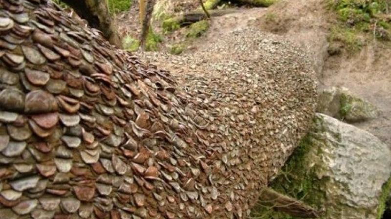 Mysterious coin covered wishing trees