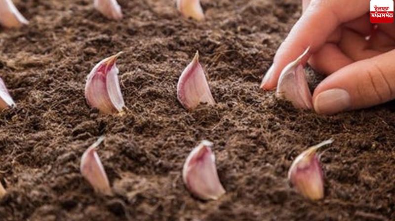 Garlic Farming News Garlic Farming News