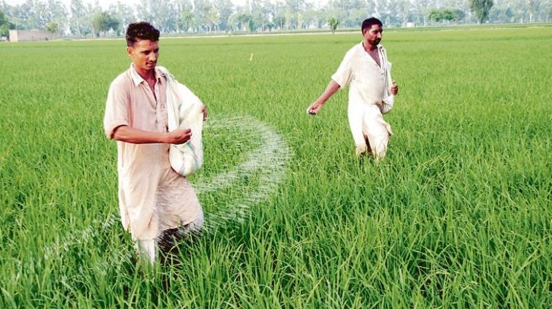Punjab struggling with DAP fertilizer shortage Punjab struggling with DAP fertilizer shortage