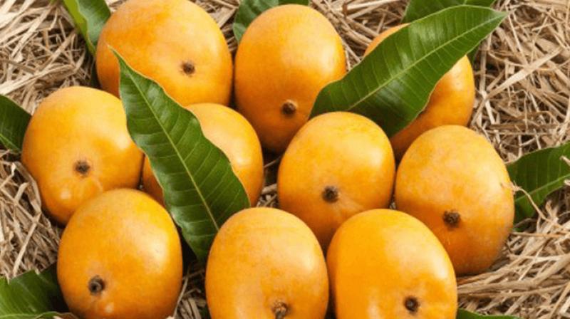 Mangoes Mangoes