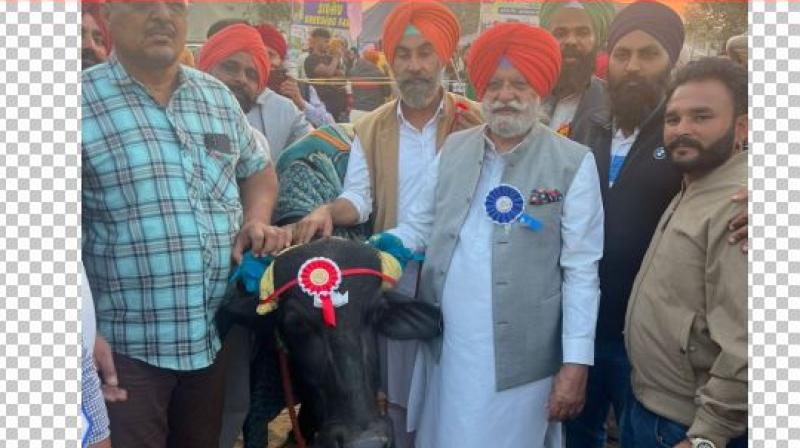 Barnala: A buffalo of Muhra breed set a world record in the livestock fair, gave 21 kg 460 grams of milk in one day. Barnala: A buffalo of Muhra breed set a world record in the livestock fair, gave 21 kg 460 grams of milk in one day.