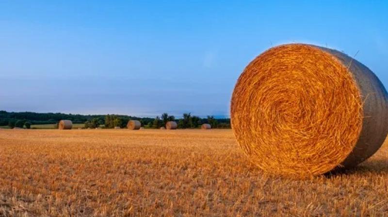 Straw bales 