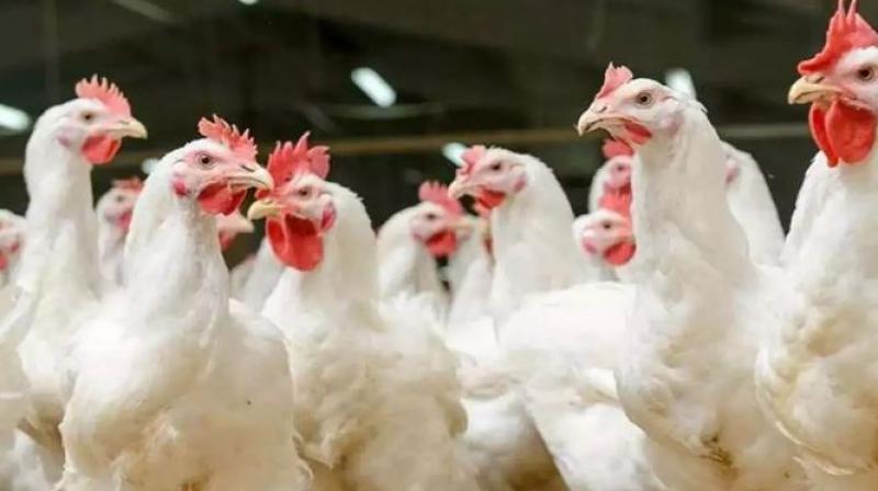 Bird Flu Virus Bird Flu Virus