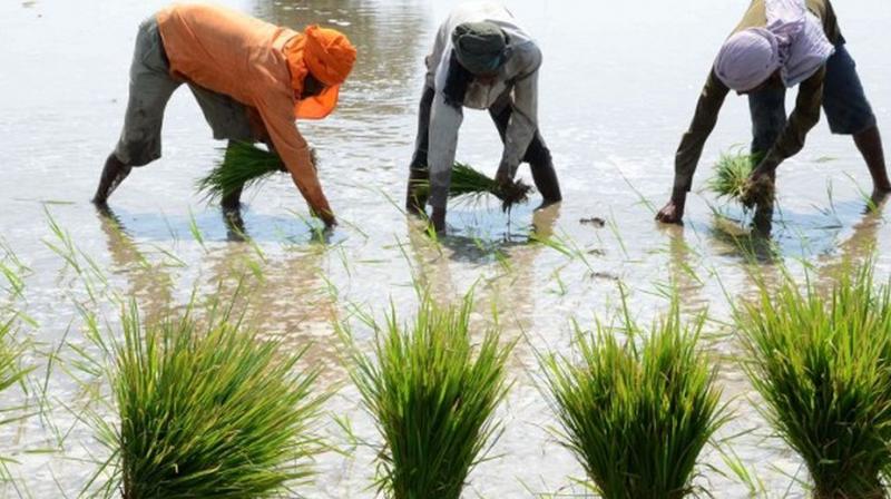 The Punjab government forgot to fix the date of sowing of paddy Punjab News The Punjab government forgot to fix the date of sowing of paddy Punjab News