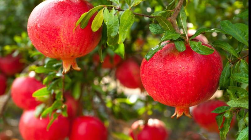 pomegranate Tree