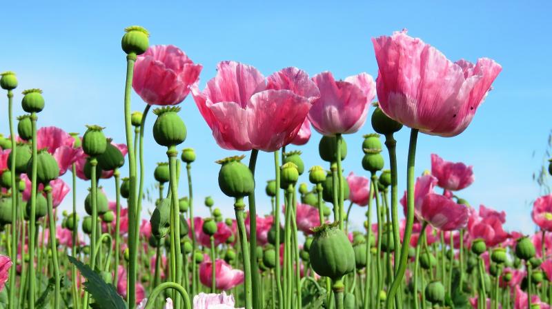 Opium Opium
