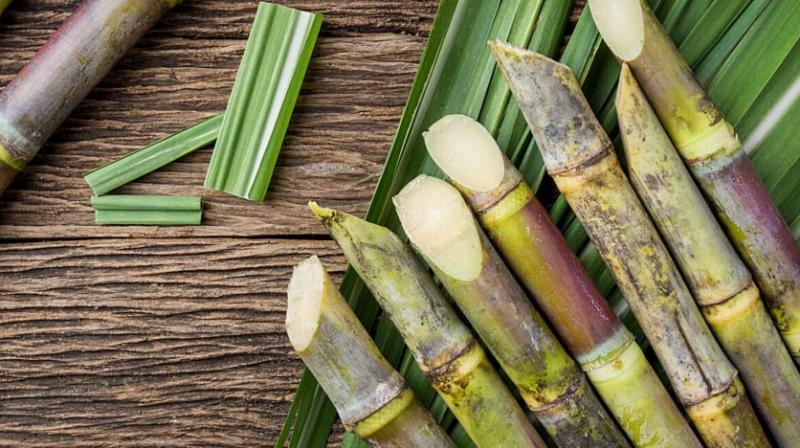 sugarcane Farming sugarcane Farming