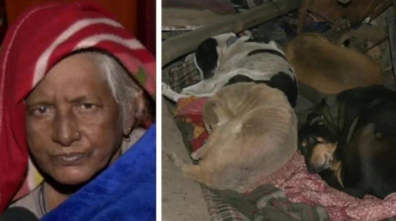'Messiah of stray dogs' suffering in bone-chilling cold, MCD demolishes house, forced to live on road