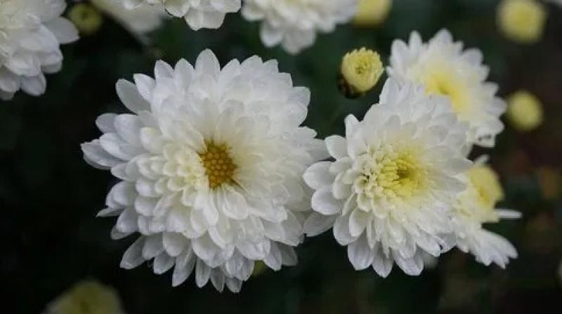 Plant four moons in the house with chrysanthemum cultivation, read the method of cultivation