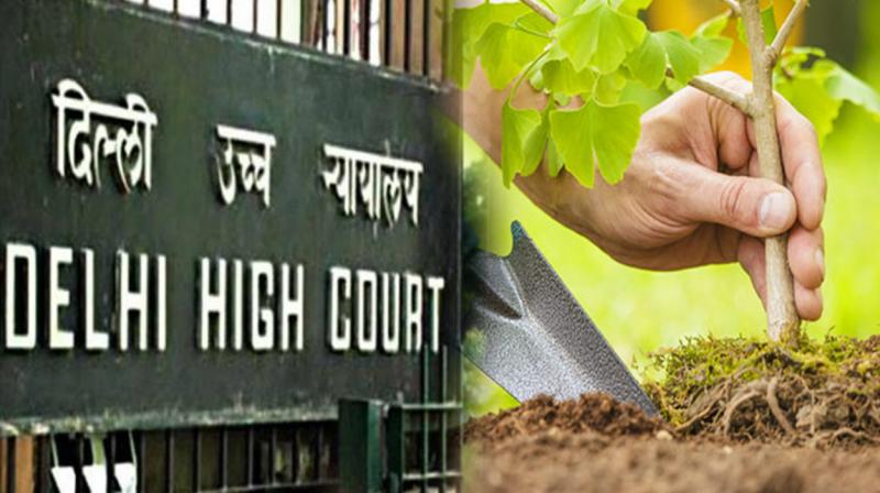 Court Directs Respondents To Plant 15,000 Trees