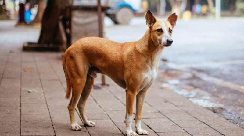 Noida dog attack: Strays pull out intestines of 1-year-old