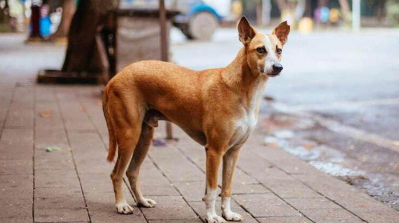 Noida dog attack: Strays pull out intestines of 1-year-old Noida dog attack: Strays pull out intestines of 1-year-old