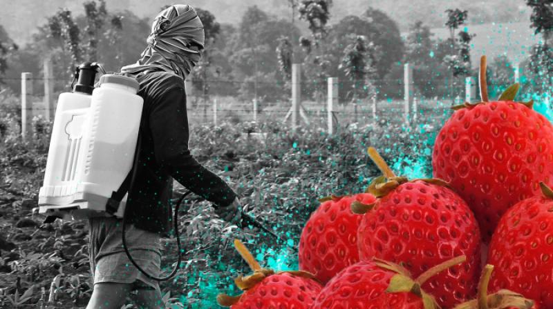 Strawberry Strawberry