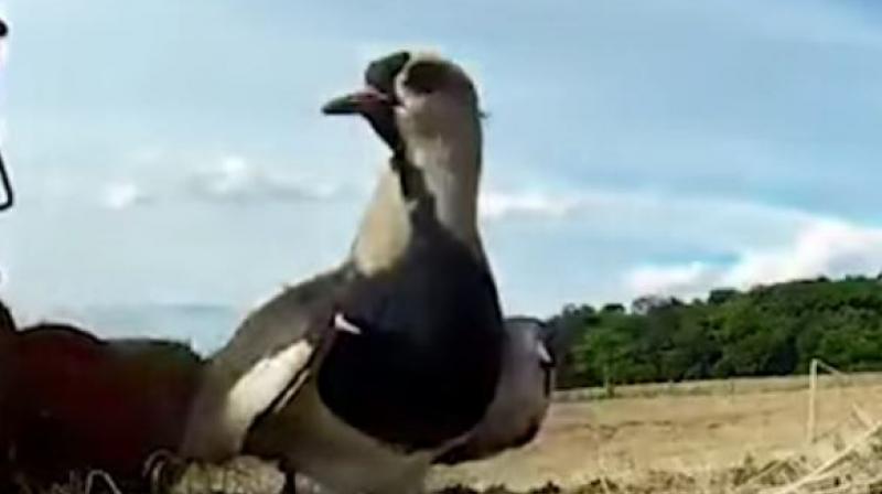 Southern Lapwing Bird Southern Lapwing Bird
