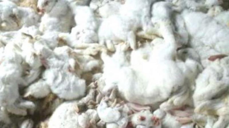 11 thousand rabbits dead with cracks