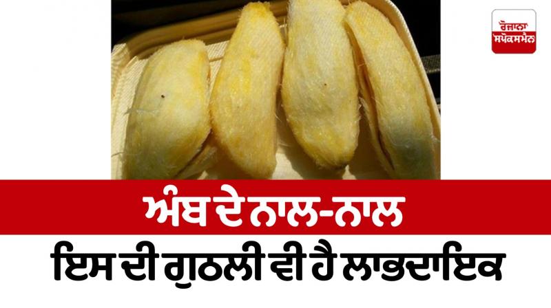 Along with mango, its kernel is also useful Health News Along with mango, its kernel is also useful Health News