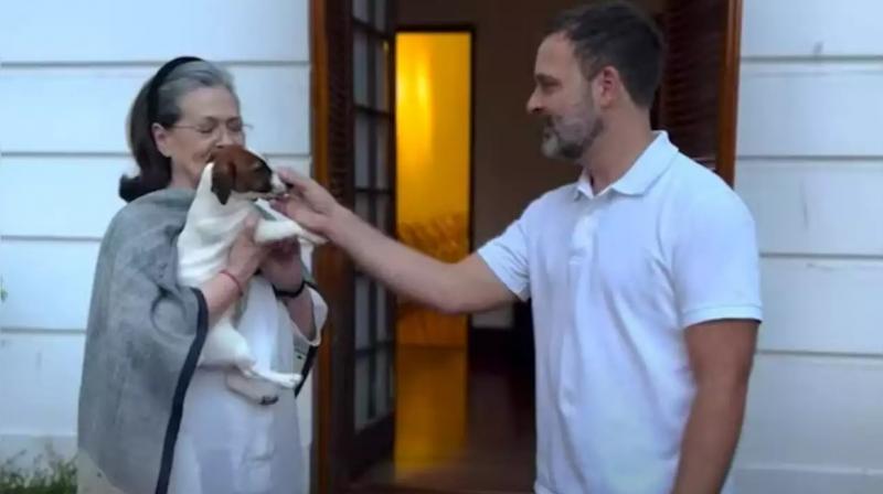 Complaint filed against Rahul Gandhi for naming the dog Noorie