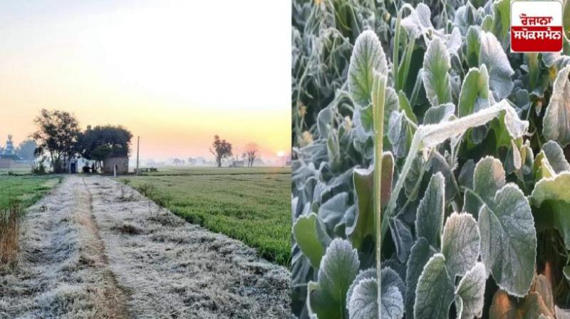 Farmers save potatoes, mustard, pulses and vegetables from fog in this way Farmers save potatoes, mustard, pulses and vegetables from fog in this way
