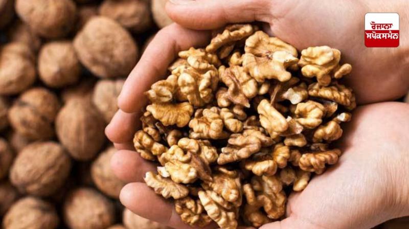 Benefits of eating walnutsਆਉ ਜਾਣਦੇ ਹਾਂ ਅਖ਼ਰੋਟੀ ਖਾਣ ਦੇ ਫ਼ਾਇਦਿਆਂ ਬਾਰੇ: Benefits of eating walnutsਆਉ ਜਾਣਦੇ ਹਾਂ ਅਖ਼ਰੋਟੀ ਖਾਣ ਦੇ ਫ਼ਾਇਦਿਆਂ ਬਾਰੇ:
