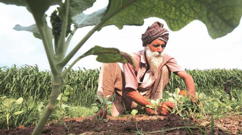 Punjab Farmer