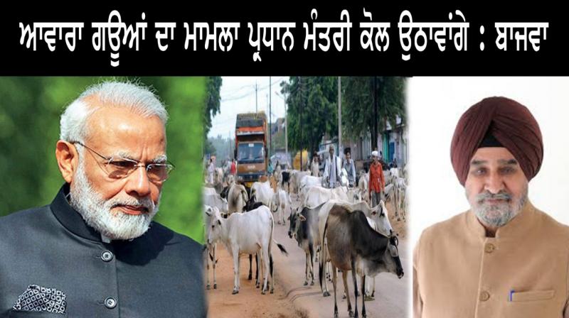 Bajwa will take issue of stray cows to PM Bajwa will take issue of stray cows to PM