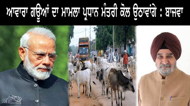 Bajwa will take issue of stray cows to PM 