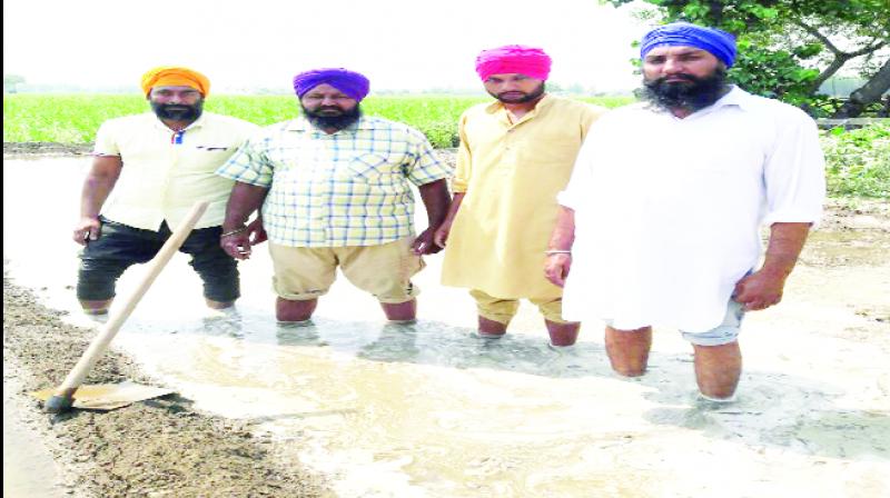 Farmers Preparing Fields To Sow Paddy Crop Farmers Preparing Fields To Sow Paddy Crop