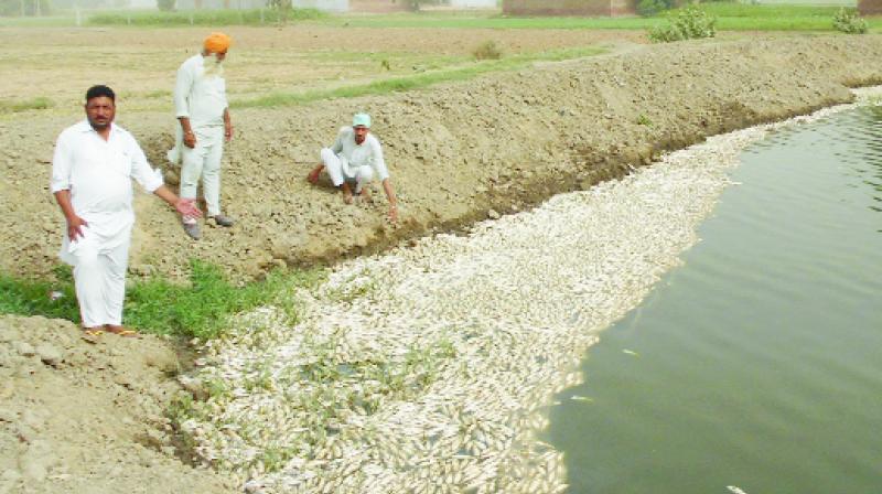 Fish Owner Showing Dear Fishes Fish Owner Showing Dear Fishes