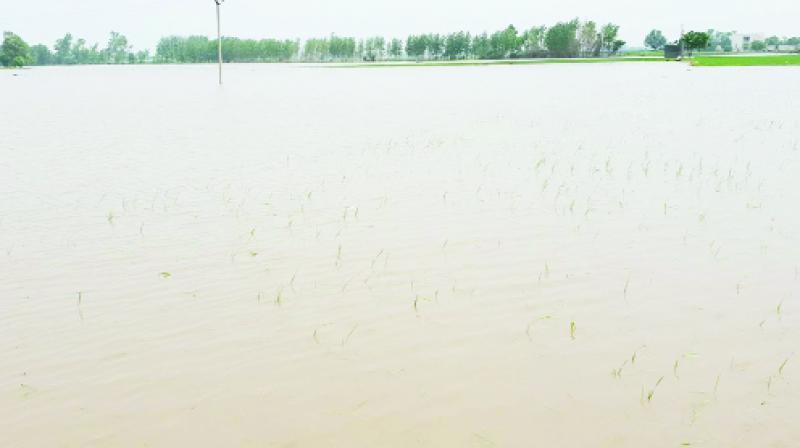 Crop in Water Crop in Water