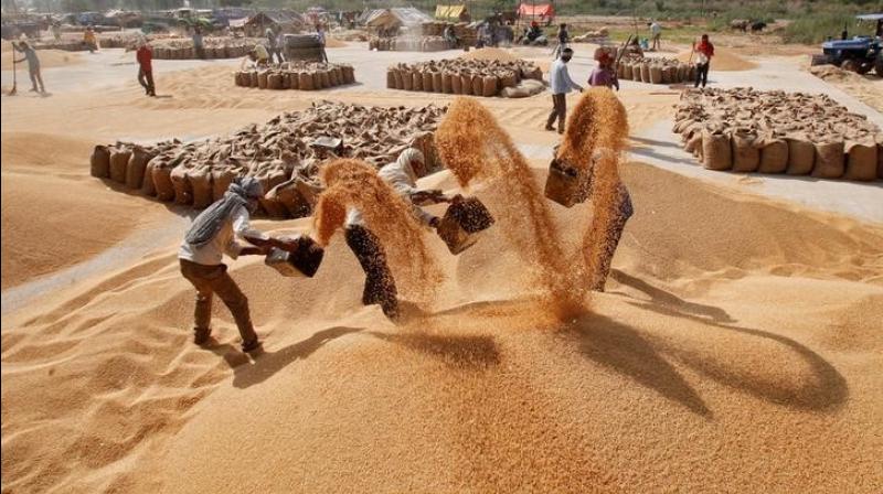 Centre approves purchasing concessions of wheat affected from lustre loss Centre approves purchasing concessions of wheat affected from lustre loss
