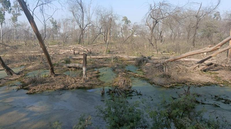 Faridabad: Greenery of 100 acres of lush forest has been destroyed by polluted water. Faridabad: Greenery of 100 acres of lush forest has been destroyed by polluted water.