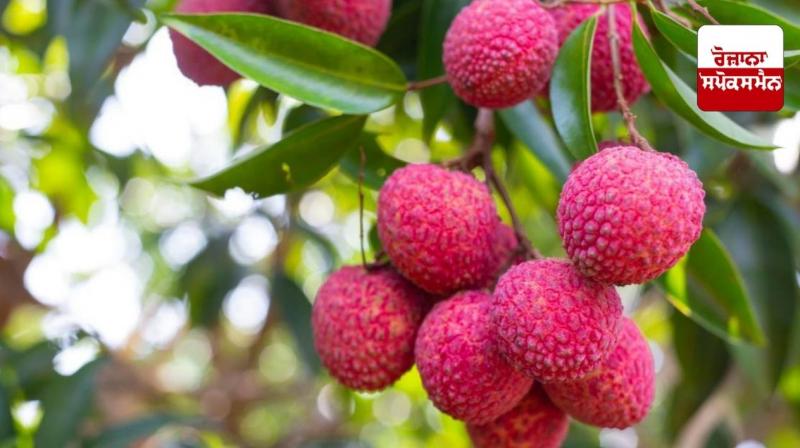 Consuming litchi is very useful for asthma patients Consuming litchi is very useful for asthma patients