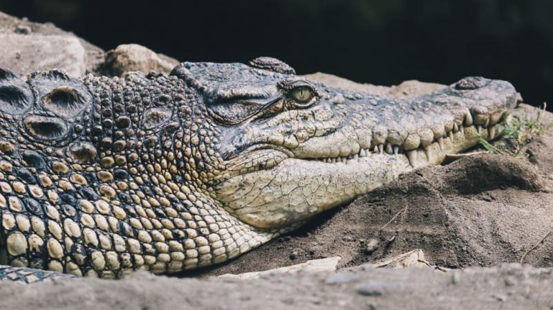 Missing Australian fisherman's body found in crocodile Missing Australian fisherman's body found in crocodile