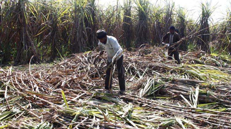 Farmer's Accounts