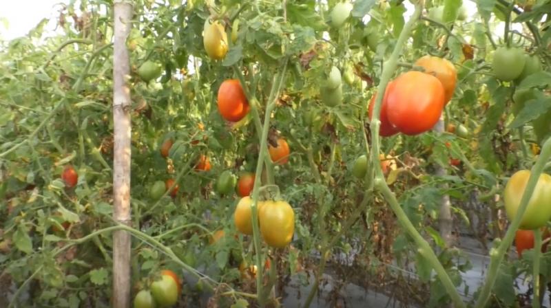 Mp farmers wrote letter to pm of pakistan said pok take two tomatoes