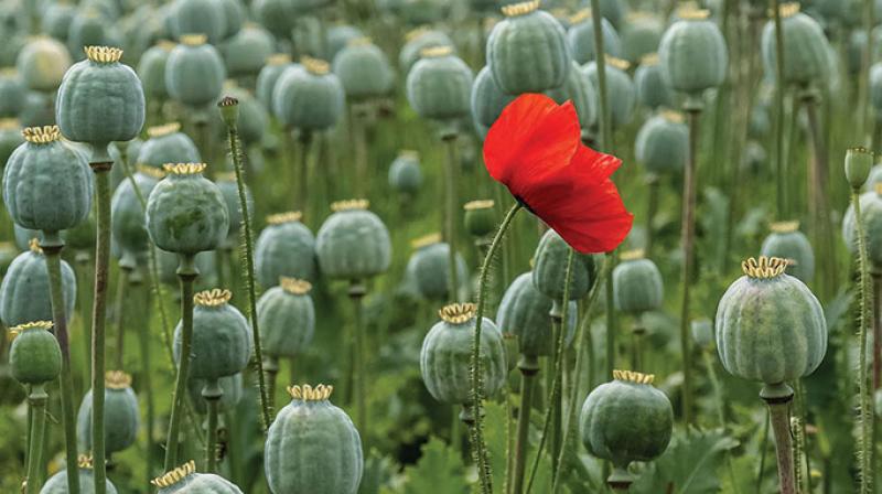 Poppy farming inaugurated in this village video viral Poppy farming inaugurated in this village video viral