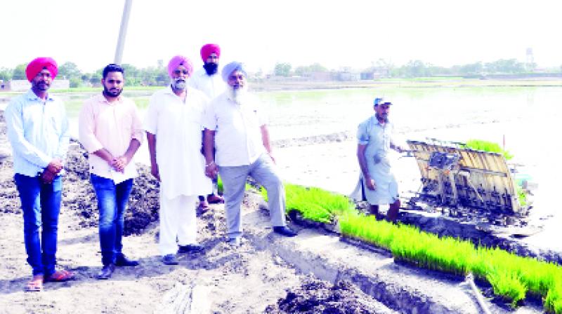 Farmers Imposing Paddy With The Machine