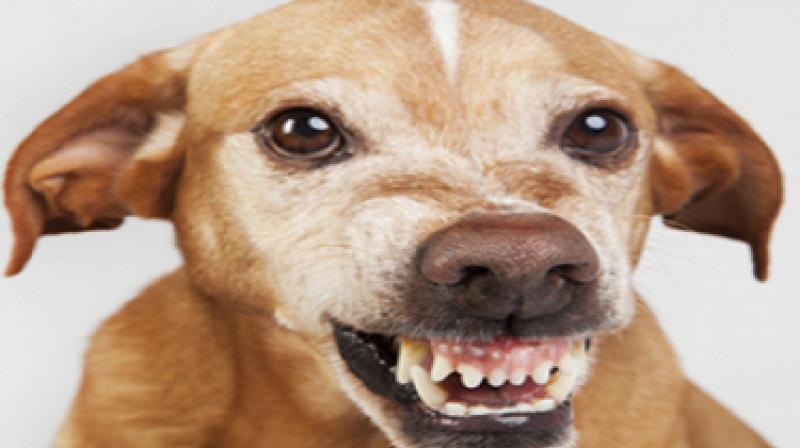 Dog Dog